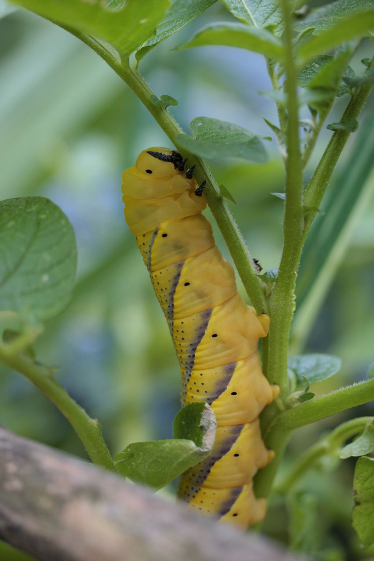 Bruco di Acherontia Atropos